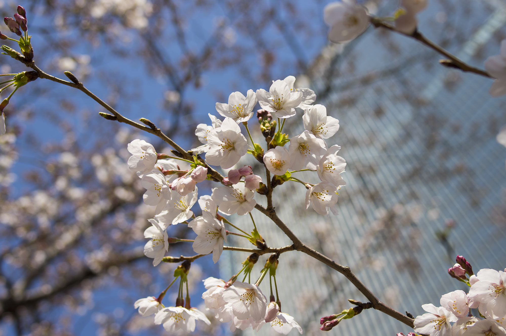 桜